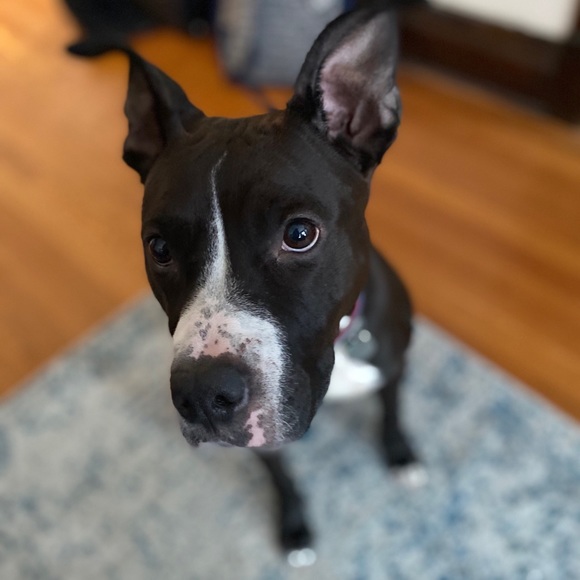 Meet your Posher, Anne - Picture 1 of 1